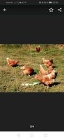 Frische Eier (keine BE) von Hühnern aus Freilandhaltung Bayern - Ortenburg Vorschau