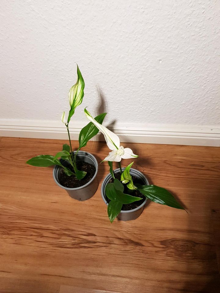 Spathiphyllum Zimmer Pflanze grün weiß Blüte calla Einblatt Cala in Leipzig