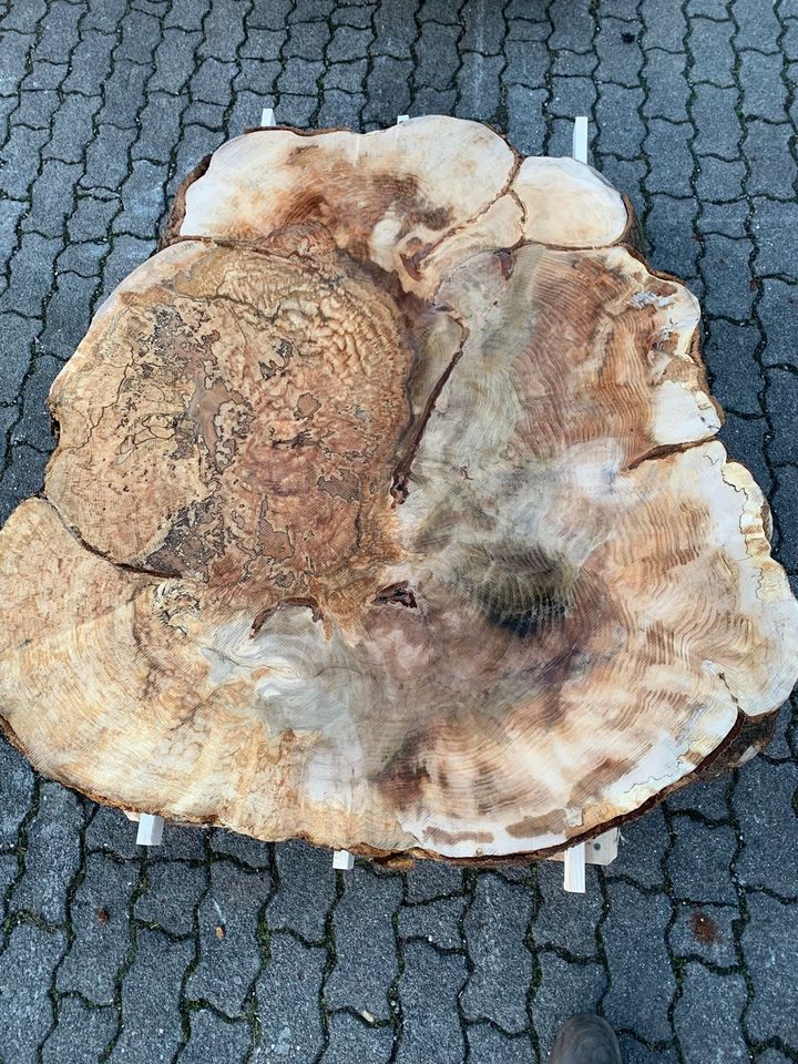 Rarität Maserknolle Buchenscheibe Holzbohle Baumscheibe Tisch in Staßfurt