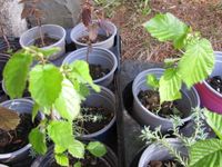 >>>Haselnußbaum Setzlinge in rot und grün<<<< Bayern - Obergünzburg Vorschau