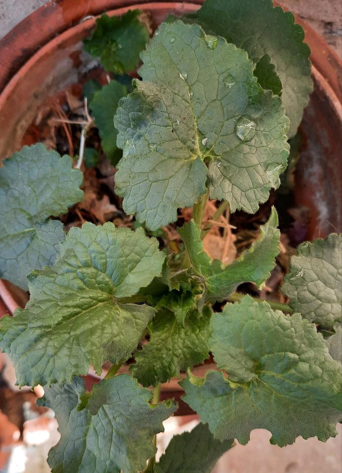 Silberblatt Lunaria Jungpflanzen in Lauda-Königshofen