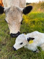 Galloway, Angus, Rind, Bulle Niedersachsen - Gehrde Vorschau