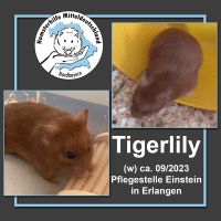 Hamster aus Pflegestelle: Tigerlily Bayern - Erlangen Vorschau