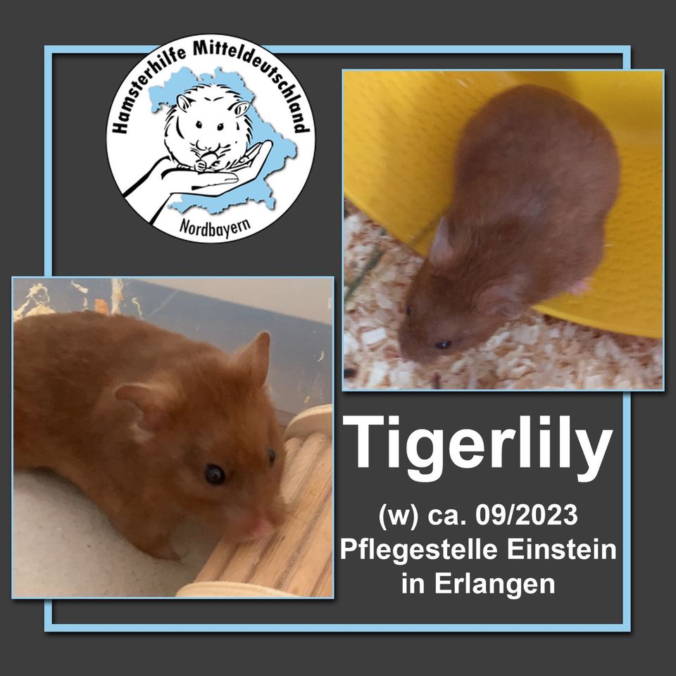 Hamster aus Pflegestelle: Tigerlily in Erlangen