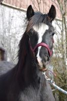 Junghengst Pferd Welsh Cob D Hengst Bayern - Furth im Wald Vorschau