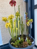 Sarracenia Flava Goldie x Sarracenia Sussex Country Samen / 11.23 Dresden - Reick Vorschau