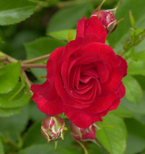 Hochstamm Rose Scarlet Meidiland 80-100cm in Bad Zwischenahn