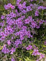 Polsterphlox Hessen - Baunatal Vorschau