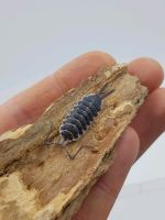 Porcellio hoffmanseggi 20+ Brandenburg - Putlitz Vorschau