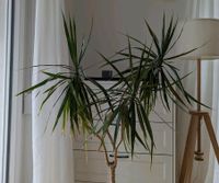 Drachenbaum Zimmerpflanze 1,40 m Höhe Dracaena Marginata Palme Brandenburg - Zossen Vorschau