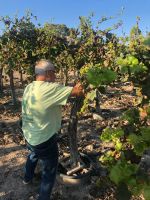 Weinrebe Vitis vinifera Moscatel GH: ab 120-250cm Nordrhein-Westfalen - Recklinghausen Vorschau