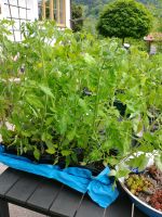 Tomatenpflanzen Bayern - Samerberg Vorschau