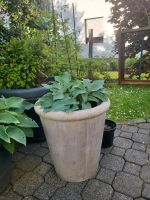 Hosta Funkie lila Blüte Hessen - Roßdorf Vorschau