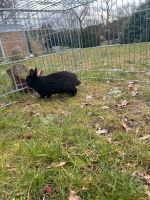 Kaninchen Mädchen abzugeben Niedersachsen - Winsen (Aller) Vorschau