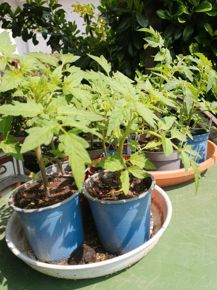 Große Tomatenpflanzen Bio, versch. Sorten in Biebergemünd