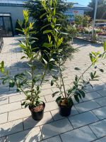 Kirschlorbeer Prunus Caucasica Heckenpflanze 80-100cm im Contain Nordrhein-Westfalen - Simmerath Vorschau