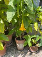 Engelstrompete, Brugmansia versicolor, verschiedene, circa 1 m Sachsen-Anhalt - Lützen Vorschau