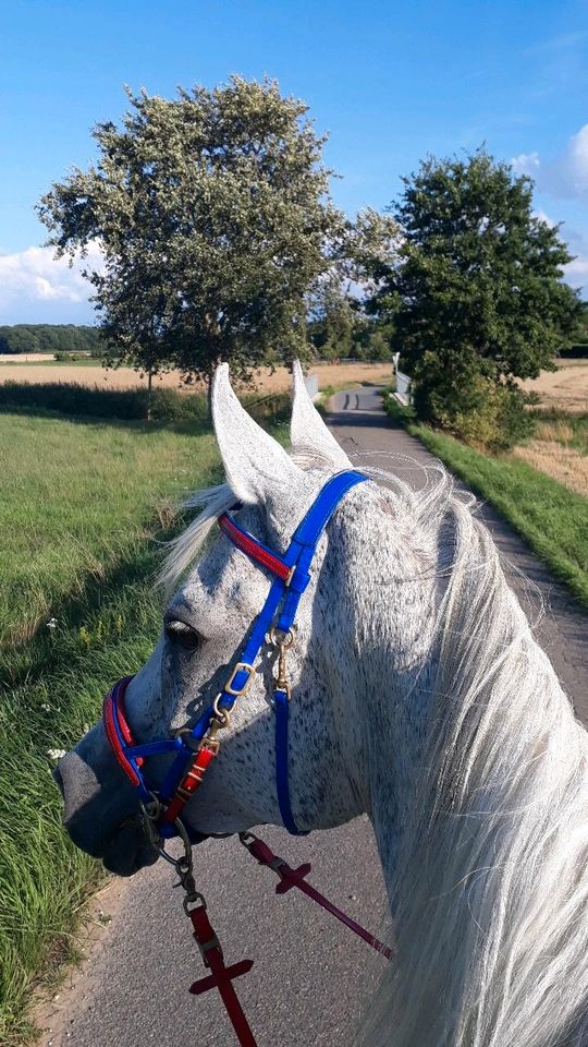 Reitbeteiligung an tollem Araberwallach in Sonsbeck