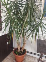 Drachenbaum Dracaena Zimmerpflanze Nordrhein-Westfalen - Marl Vorschau