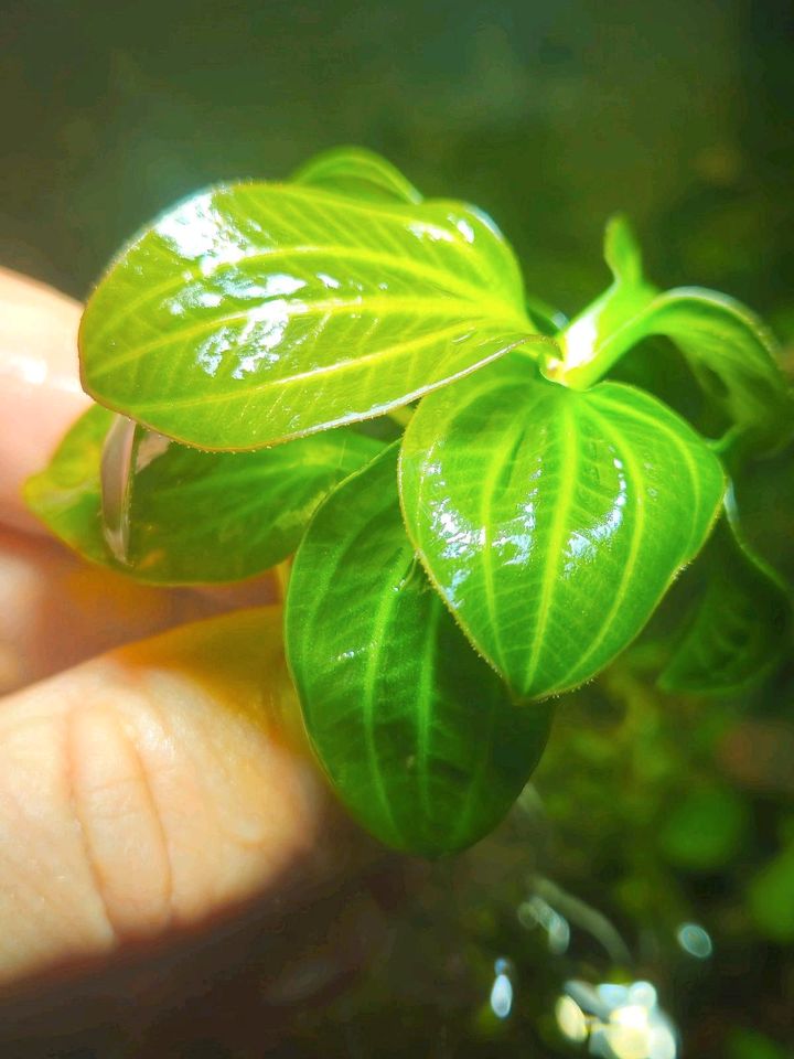 New ❗⭐ Iguazu 2009 MINI ⭐❗❎ ECHINODORUS AQUARIUM Bucephalandra in Freiburg im Breisgau