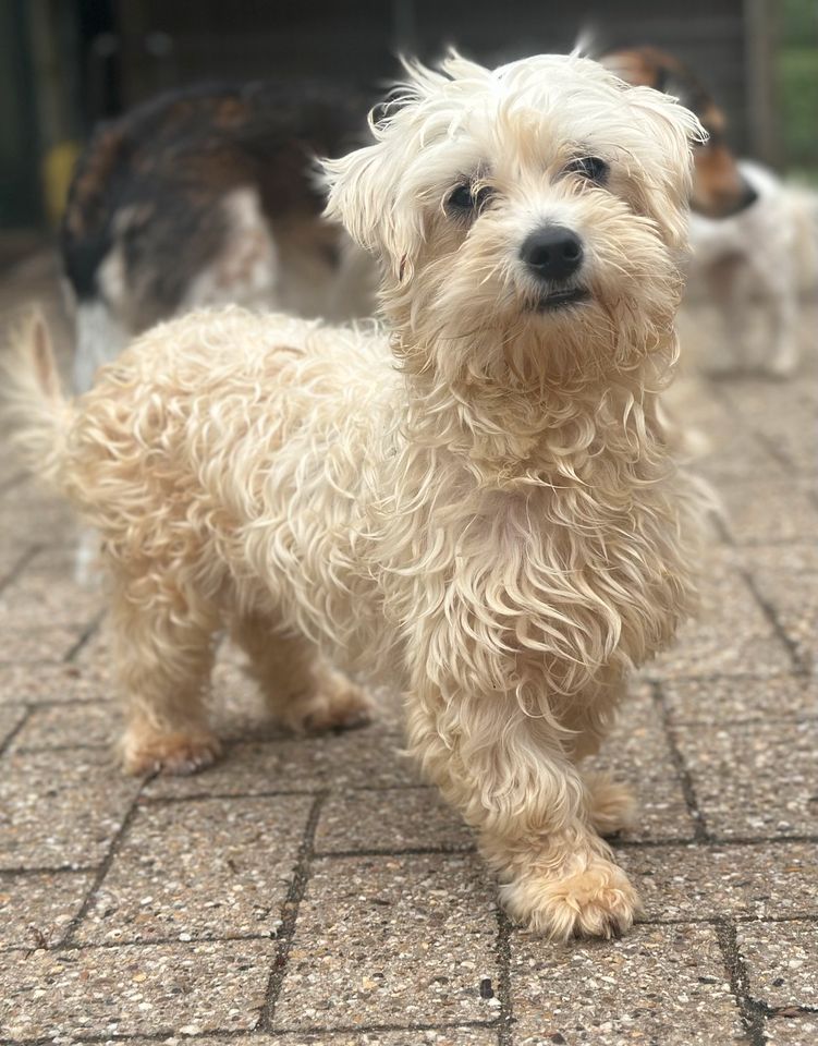 Archie, Rüde kastriert, ca 1,5 Jahre, ca 25 cm, Malteser Mix in Wegberg