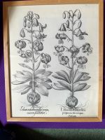 Antikes gedrucktes Blatt Blume /Kräuter ohne Rahmen Apotheke Östliche Vorstadt - Fesenfeld Vorschau