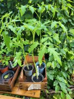 12x andere Tomaten-Pflanzen Czerny Prinz Dattelwein Donatellina Nordrhein-Westfalen - Neuss Vorschau