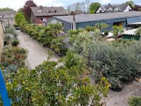Pfingstmontag -10% auf alles ausser Trachycarpus Hanfpalme Nordrhein-Westfalen - Oer-Erkenschwick Vorschau