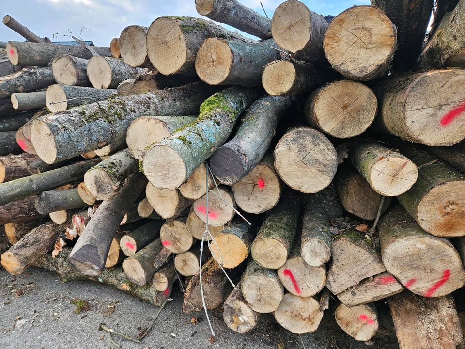 Brennholz Kaminholz Ofenholz Esche Buche Eiche Hartholz Laubmix in Rockenberg