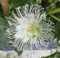 Passiflora Incarnata - Winterhart Nordrhein-Westfalen - Saerbeck Vorschau