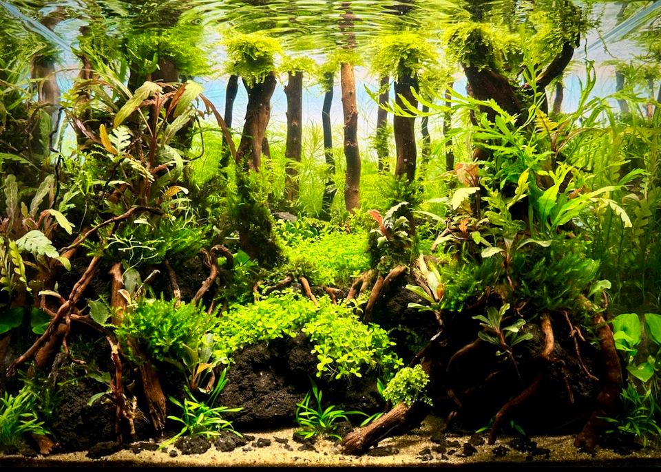 10x Pogostemon deccanensis (erectus) Sternpflanze Aquarium in Frechen