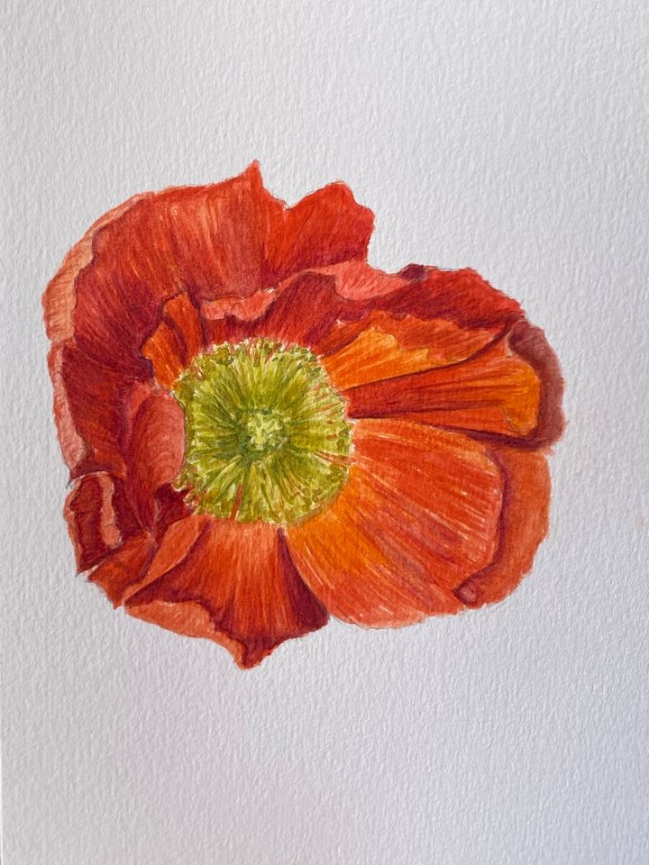 Aquarell Bild Mohnblume 14.5x21cm in Mainz