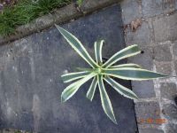 Panaschierte Agave (A. americana) Leipzig - Burghausen-Rückmarsdorf Vorschau