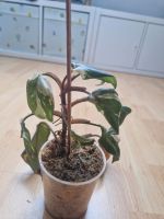 Philodendron red Anderson variegata Essen - Essen-Borbeck Vorschau