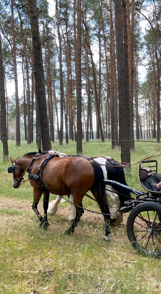 Im Herbst: Kutschenführerschein A und Fahrabzeichen FA 5 in Wollin bei Brandenburg an der Havel