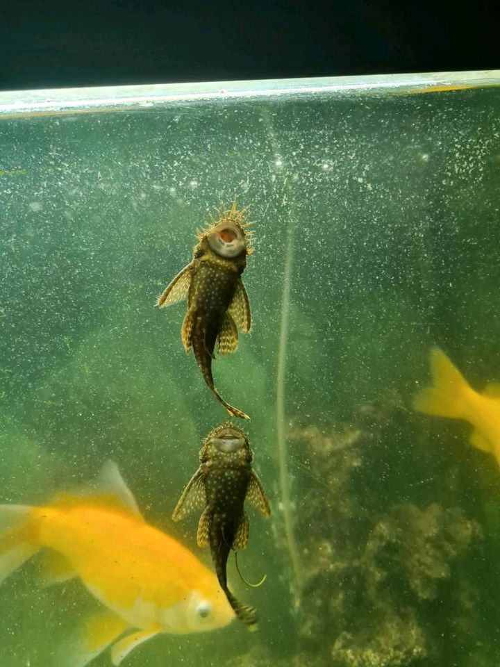 Aquarium mit Fische in Emstek