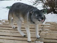 Wolf stehend 1,25 m Polyresin Neu incl. Versand Sachsen-Anhalt - Wimmelburg Vorschau