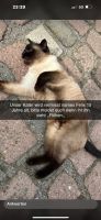 Katze vermisst Niedersachsen - Rühen Vorschau