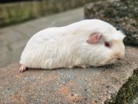 Meerschweinchen Frühkastrat Rheinland-Pfalz - Mertloch Vorschau