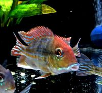 Geophagus red Head erdfresser ca 6-8cm Sachsen - Kitzscher Vorschau