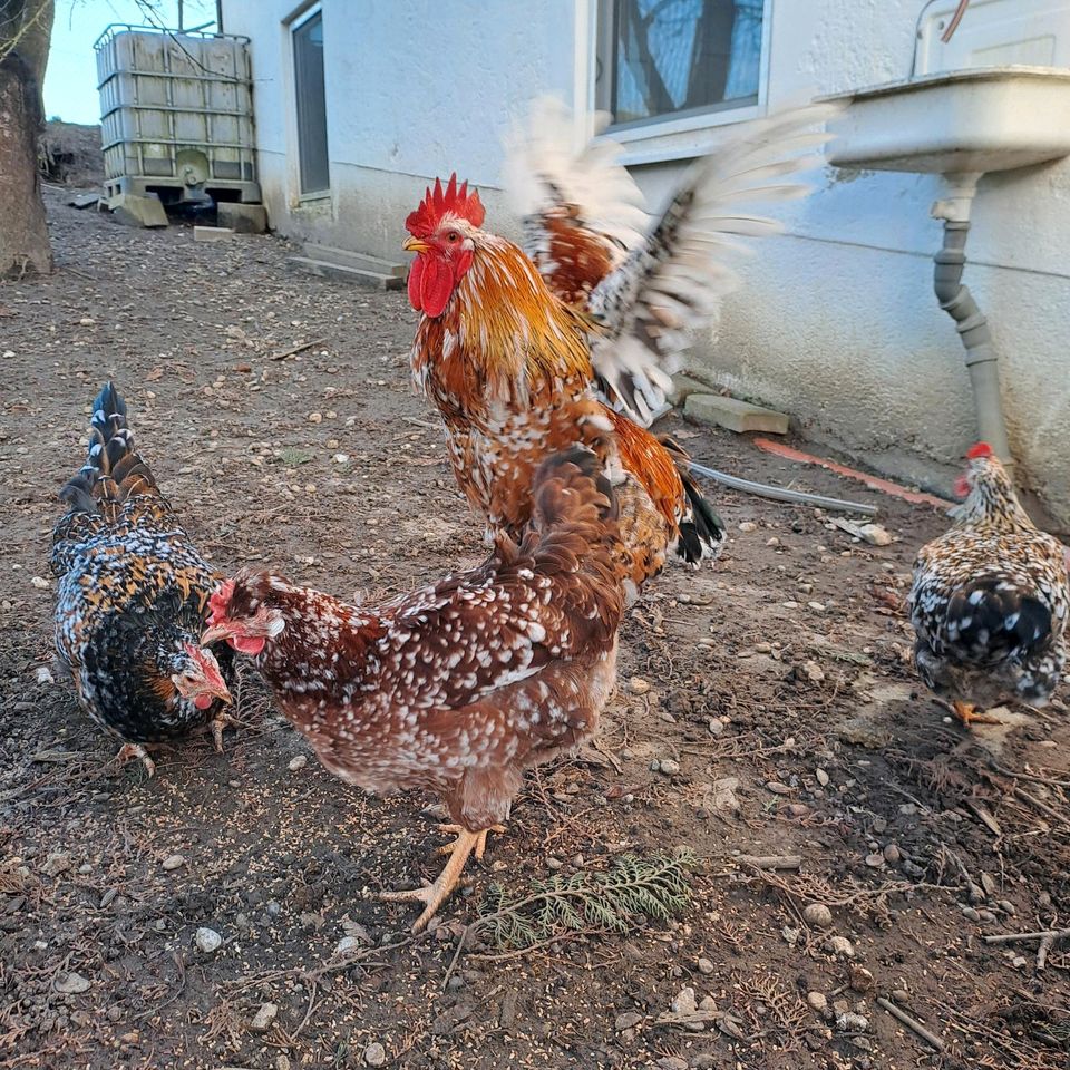 Schwedische blumenhühner bruteier blumenhuhn hühner eier in Hebertshausen