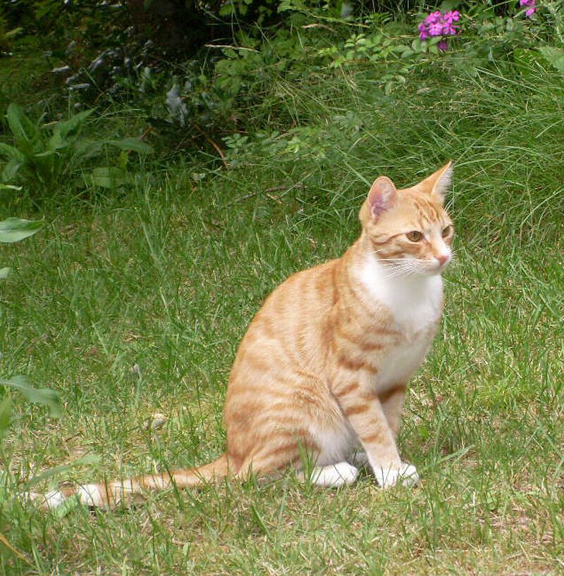 Roter Kater / Katze vermisst bei Rastede / Niedersachsen in Rastede