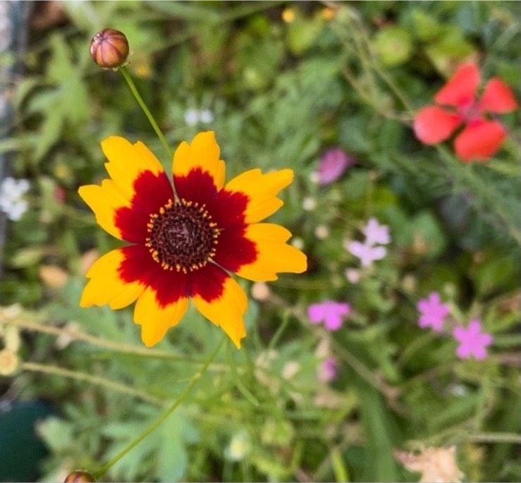 30 Samen Färber-Mädchenauge, Garten Insekten Wildbienen Saatgut in Baldham