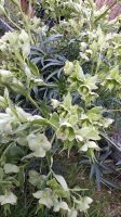 Pflanze Nieswurz Christrose Palmblatt grün-weiß blühend Thüringen - Greiz Vorschau