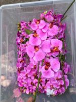 108 Stück Künstliche Orchideenblumen Stammpflanzen / Blumen NEU München - Milbertshofen - Am Hart Vorschau