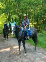 Freizeitpferd für Kinder und Anfänger super geeignet Hessen - Villmar Vorschau