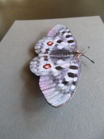 Apollofalter - Schmetterling des Jahres 2024 Hessen - Dillenburg Vorschau