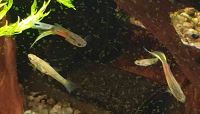 Guppys (Wildguppys) in verschiedenen Größen Parchim - Landkreis - Plate Vorschau