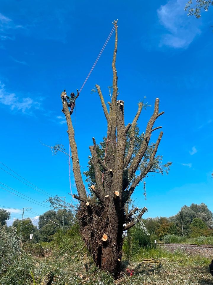 Baumpflege, Baumfällung, Sturmschaden, Baumstumpfentfernung in Tangstedt 