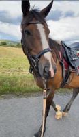 Pferd Stute- Irish Sporthorse - Springen / Zucht /Dressur Hessen - Ebsdorfergrund Vorschau